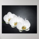 Search for orchid posters Black