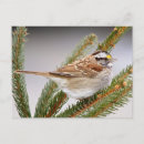 Search for sparrows postcards Winter