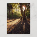Search for sunbeam postcards Woods