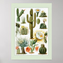 Search for cactus decor Succulents