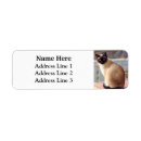 Search for blue cat return address labels Feline