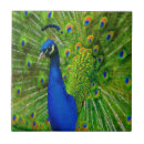 Search for peacock green tiles Bird
