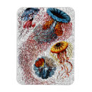 Search for windflower magnets Sea