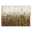 Search for wheat photography Bale