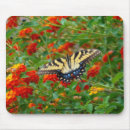 Search for swallowtail butterfly mousepads Wildlife