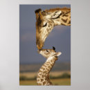 Search for giraffe portrait posters Cute