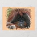Search for orangutans invitations Ape