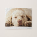 Search for labrador retriever puzzles Cute