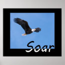 Search for soaring eagle posters Eagles