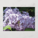 Search for fragrant postcards Purple