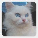 Search for cat with blue eyes stickers White
