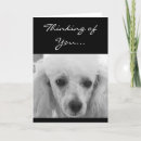 Search for poodle cards invites Animal