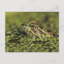 Search for leopard frogs Rio grande leopard frog