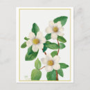 Search for vintage botanical postcards Illustration