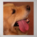 Search for animals wanted posters Dogs