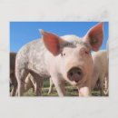 Search for farm pig postcards Sow