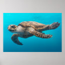 Search for turtle posters Nature
