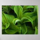 Search for false posters Plants