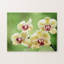 Search for phalaenopsis Pretty