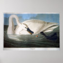 Search for trumpeter swan posters Nature