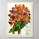 Search for cattleya orchid posters Botanical