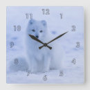Search for arctic fox posters Iceland