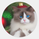 Search for cat with blue eyes stickers Cute