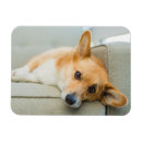 Search for couch magnets Puppy