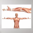 Search for medical posters Muscular