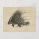 Search for crested postcards Vintage