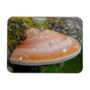 Search for fungus magnets Fungi