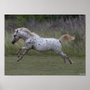 Search for breed posters Leaping