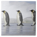 Search for penguin tiles Animal