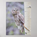 Search for great grey owl art Strix nebulosa