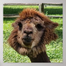 Search for alpaca posters Cute