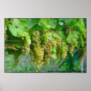 Search for grape posters Vineyard
