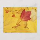 Search for large format postcards Charles gurche