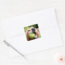 Search for fetch stickers Animal