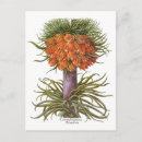 Search for fritillaria postcards Nature