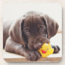 Search for labrador coasters Puppy