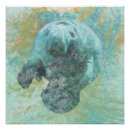 Search for manatee posters Sea cow