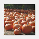 Search for pumpkin patch magnets Thanksgiving