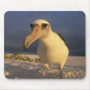 Search for kevin electronics Island