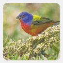 Search for painted bunting stickers Texas