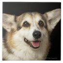 Search for black and white corgi Animal
