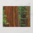Search for giant tree postcards Lush