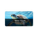 Search for turtle labels Water