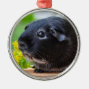 Search for black pig christmas tree decorations Animal