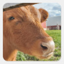 Search for cattle ranching stickers Bull