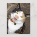 Search for cats singing postcards Kitten